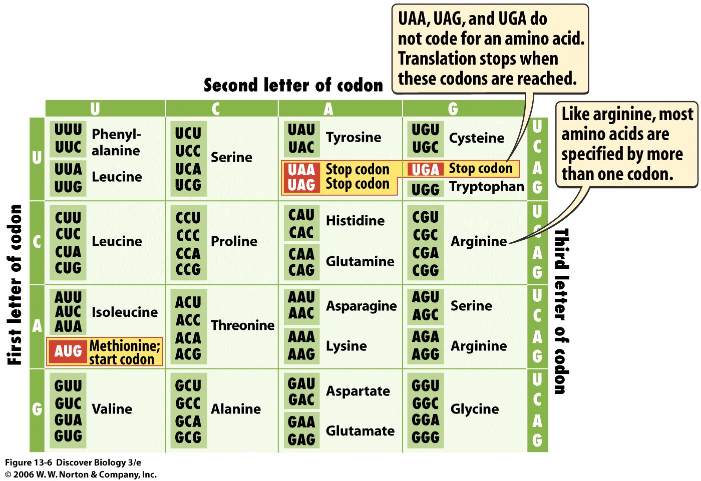 How To Read The Amino Acids Codon Chart Code And Mrna Images